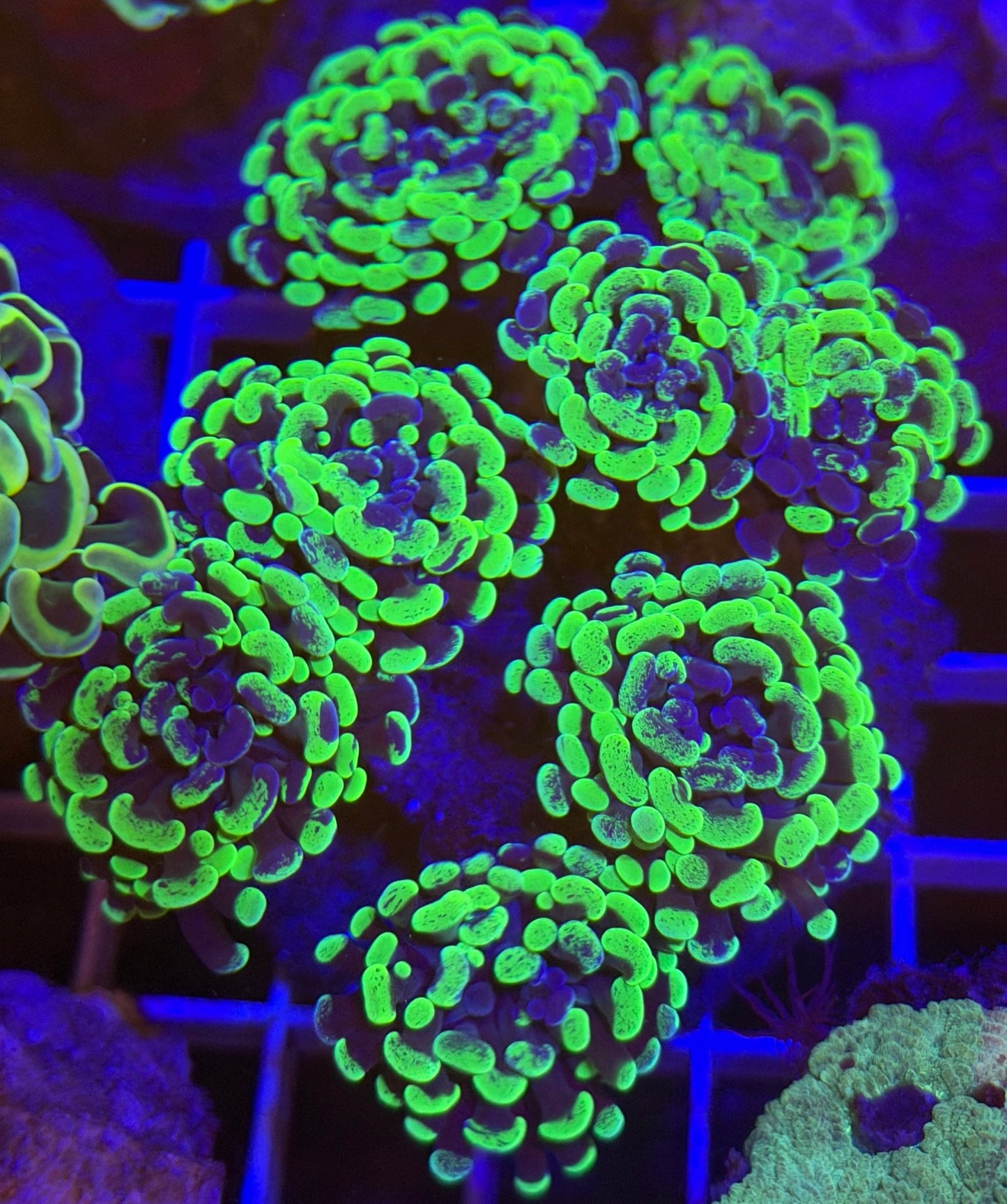 Splatter Branching Hammer Coral 8 Heads - What The Frags Corals