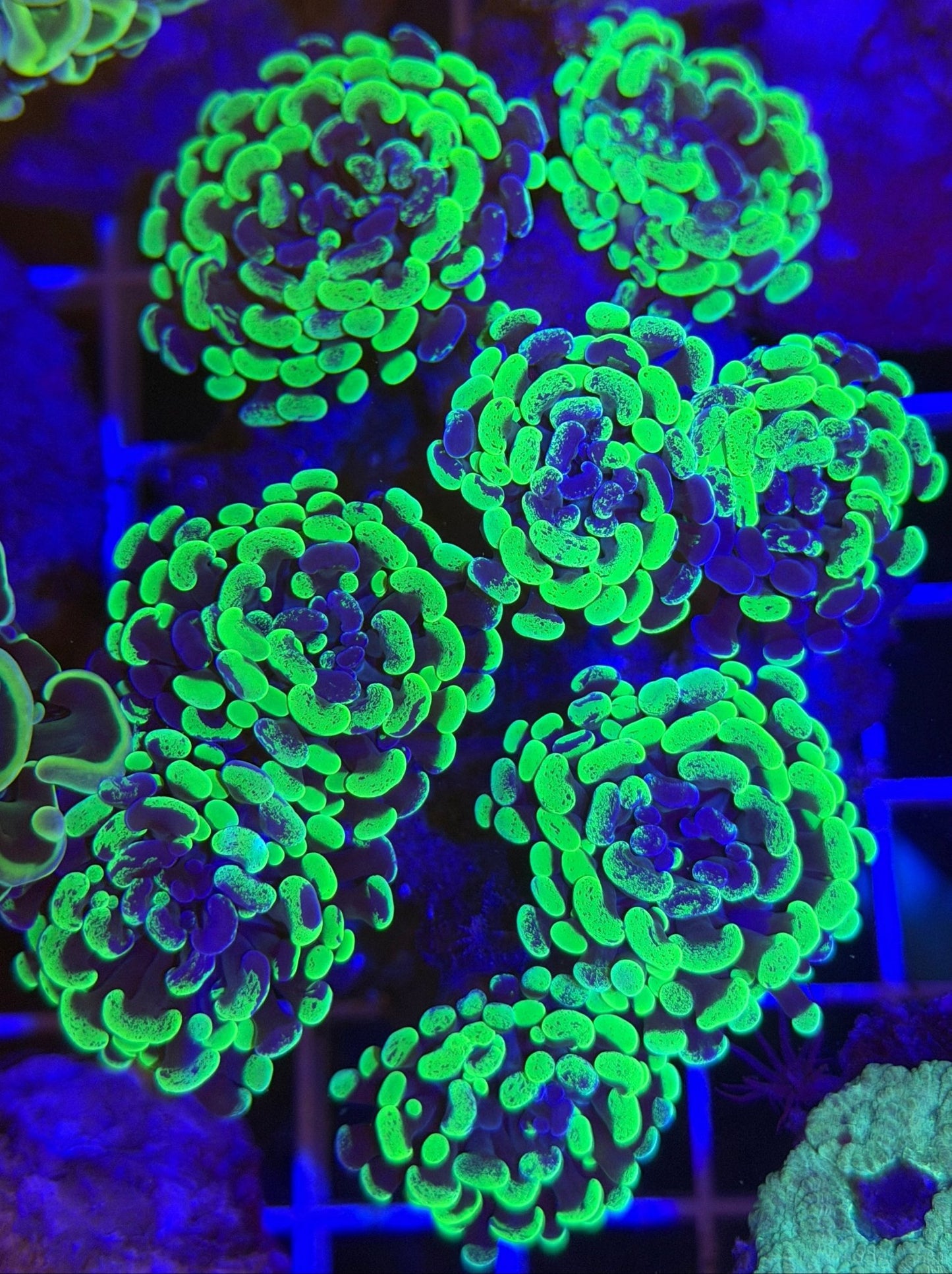 Splatter Branching Hammer Coral 8 Heads - What The Frags Corals
