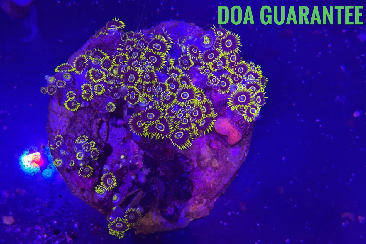 WYSIWYG Assorted Zoanthids Zoas Colony by What The Frags Corals