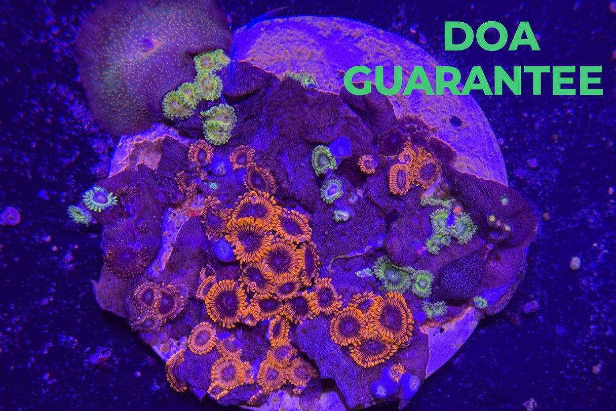 WYSIWYG Assorted Zoanthids Zoas Colony - What The Frag Corals