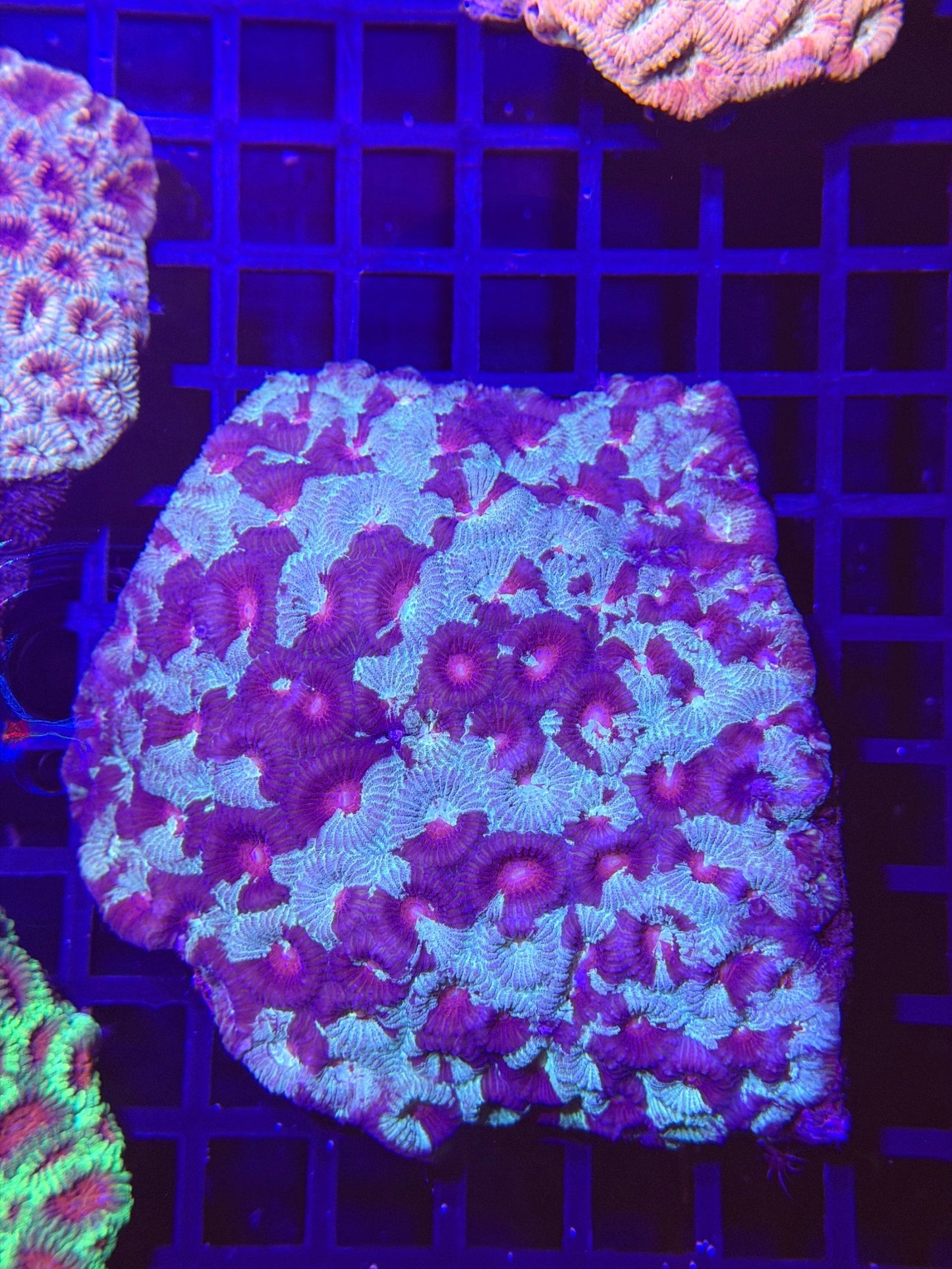 WYSIWYG Favia Brain Coral - What The Frag Corals