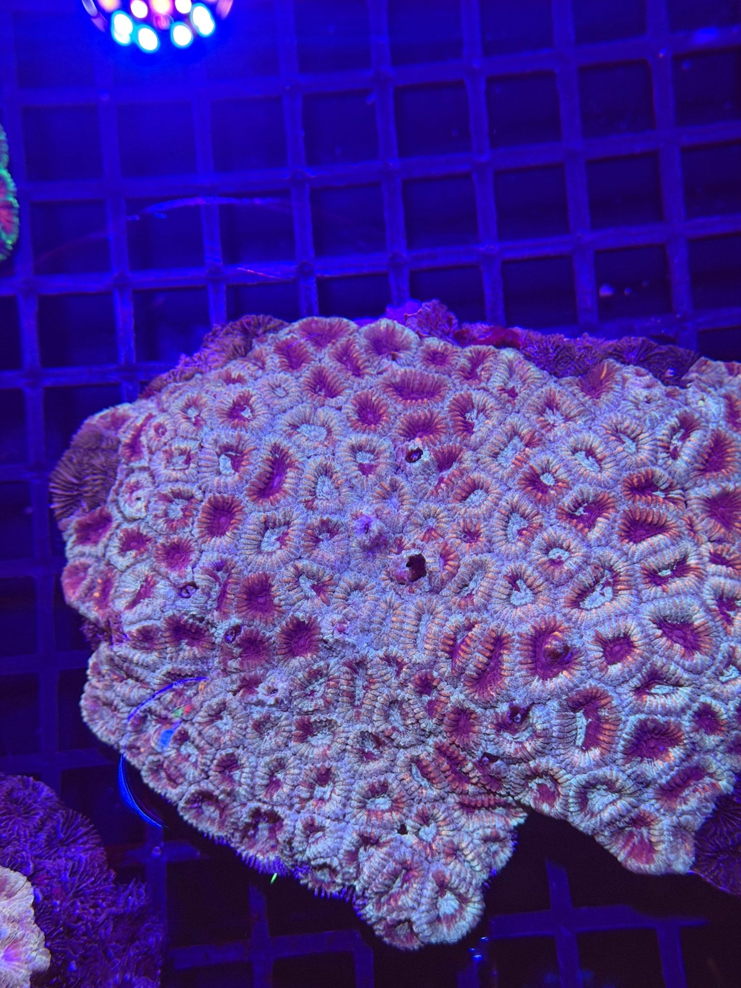 WYSIWYG Favia Brain Coral - What The Frag Corals
