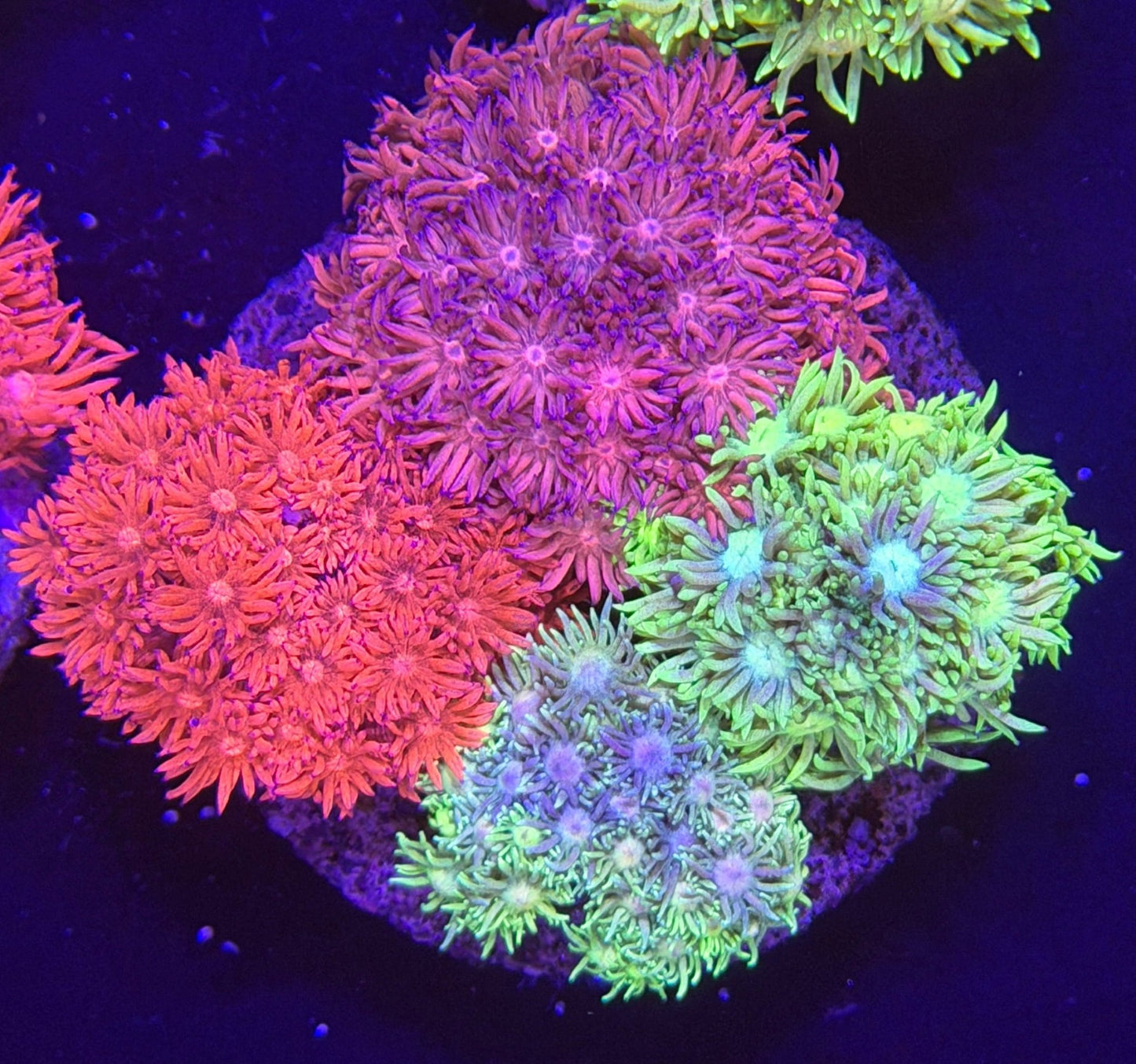 WYSIWYG Gonipora 4 color Colony - What The Frag Corals