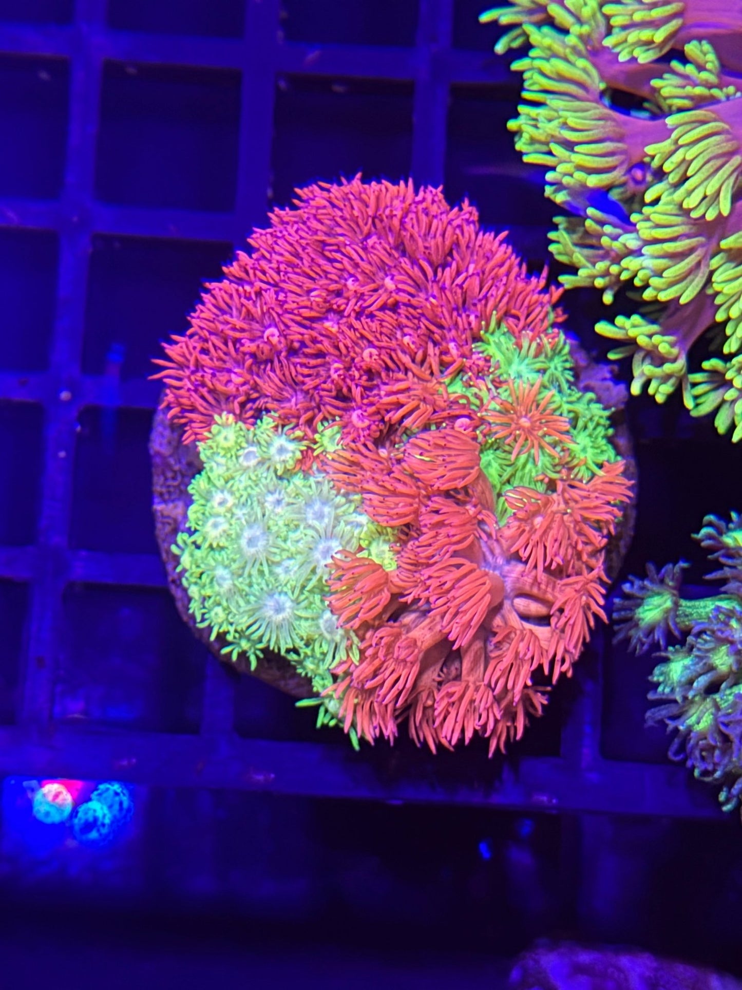 WYSIWYG Gonipora 4 color Colony - What The Frag Corals