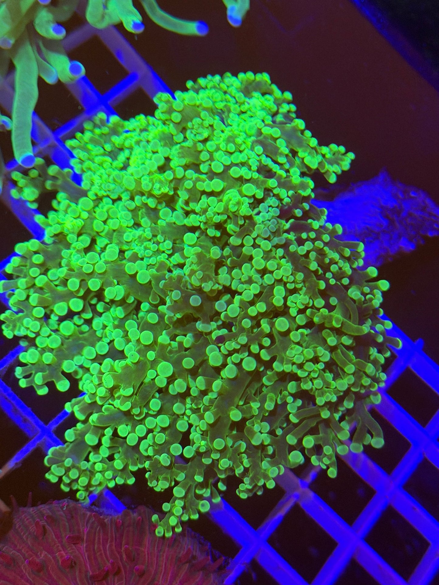 WYSIWYG Green Wall Frogspawn - What The Frags Corals