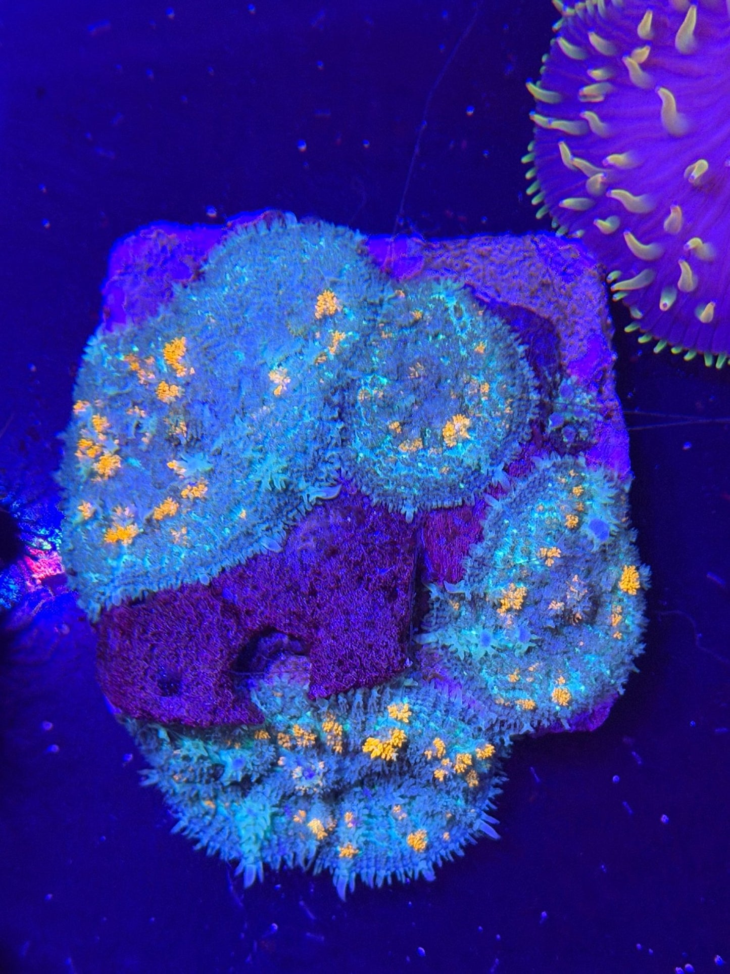 WYSIWYG Jawbreaker Rhodactis Mushroom Colony - What The Frag Corals