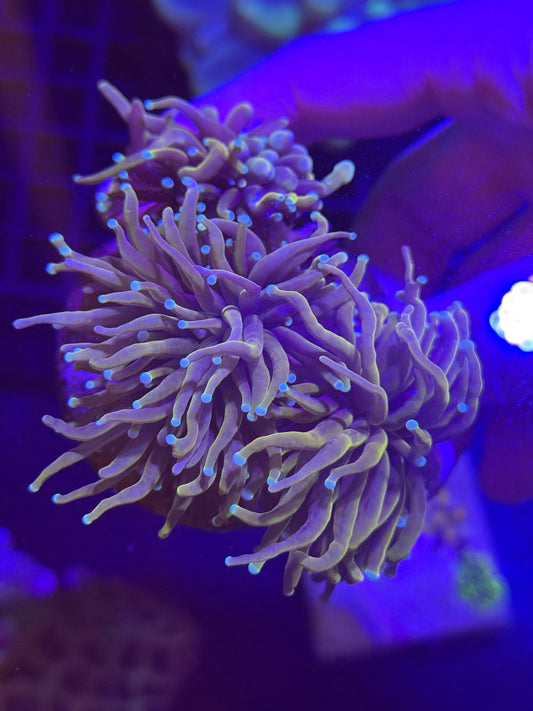 WYSIWYG Multiheaded Indo Gold Torch Colony - What The Frag Corals