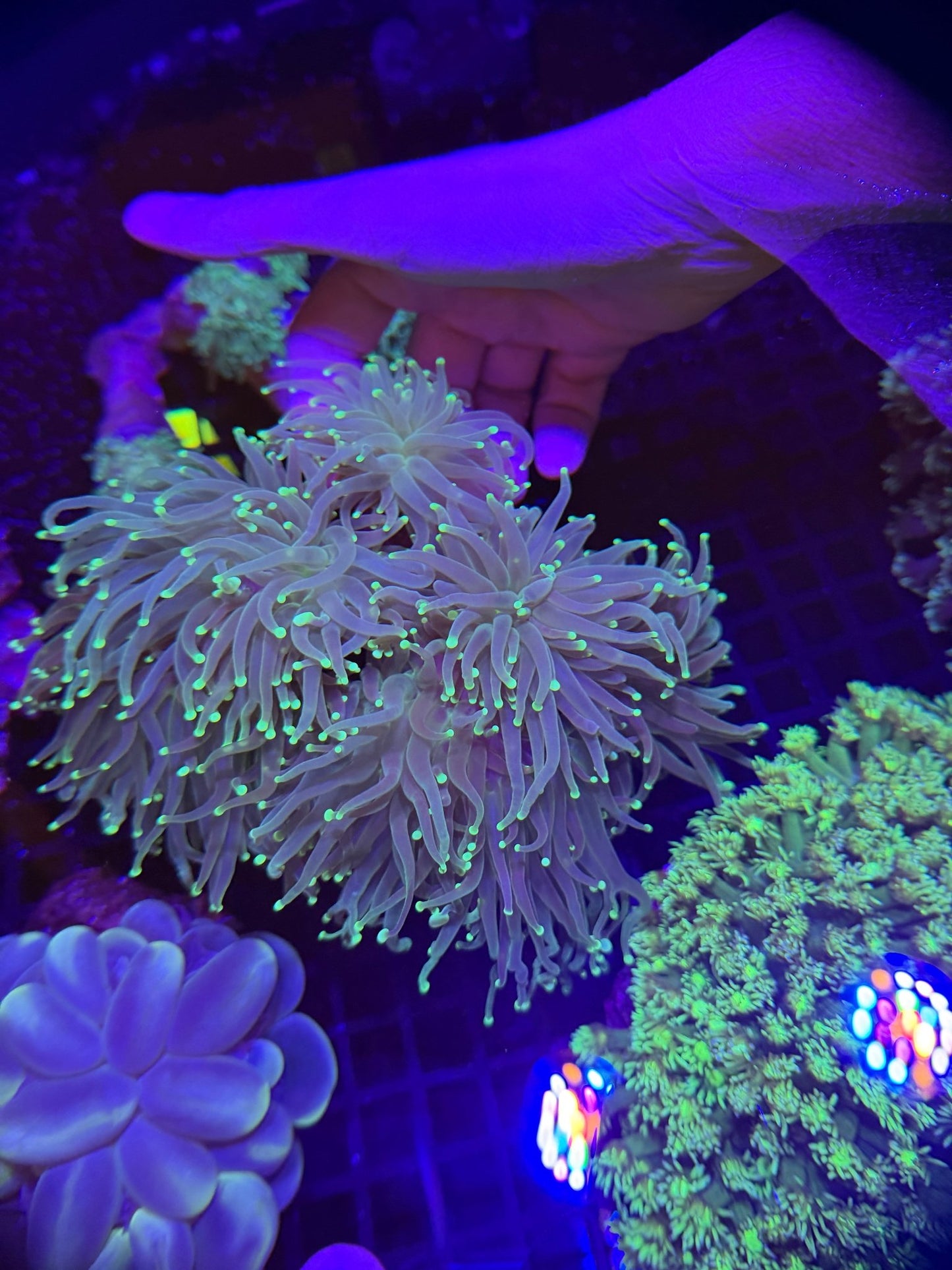 WYSIWYG Multiheaded Torch Colony - What The Frag Corals