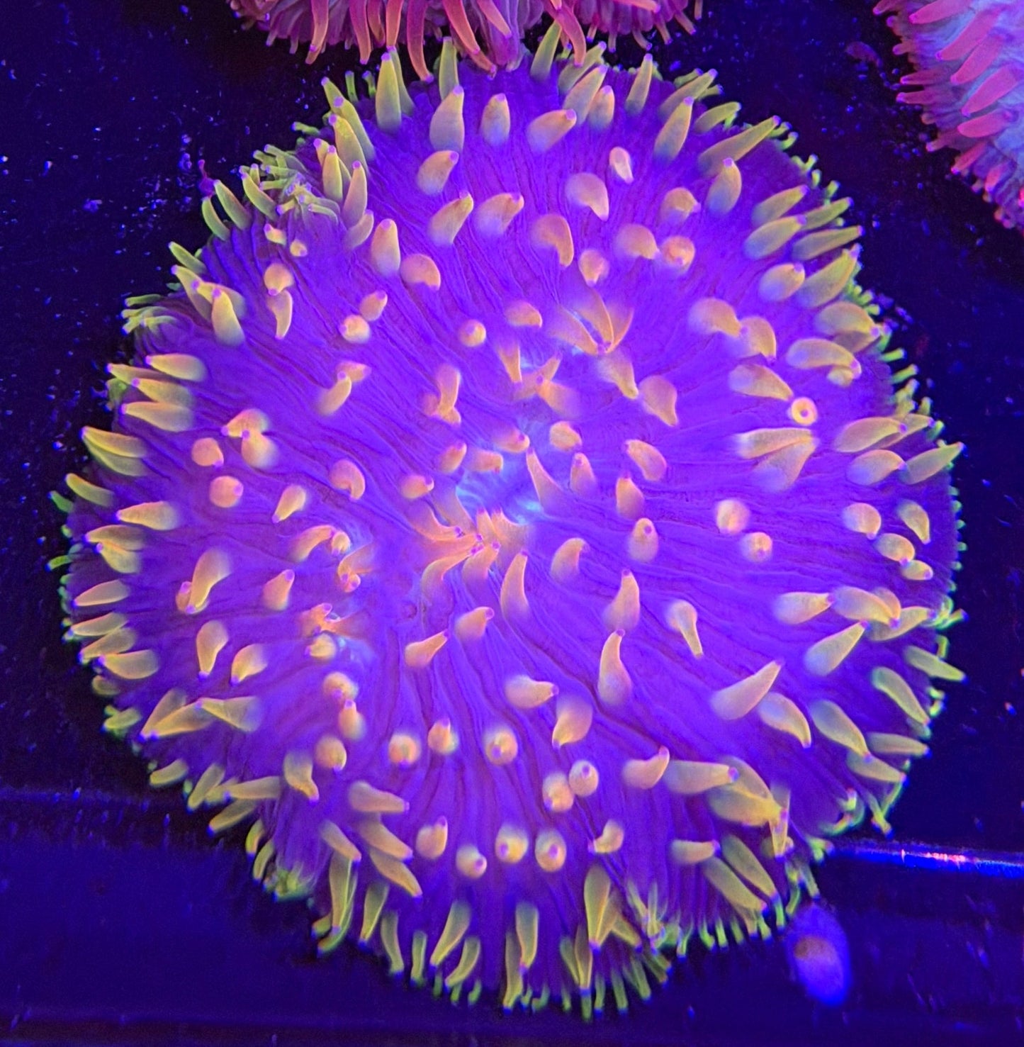 WYSIWYG Purlple and Green Plate Coral - What The Frag Corals