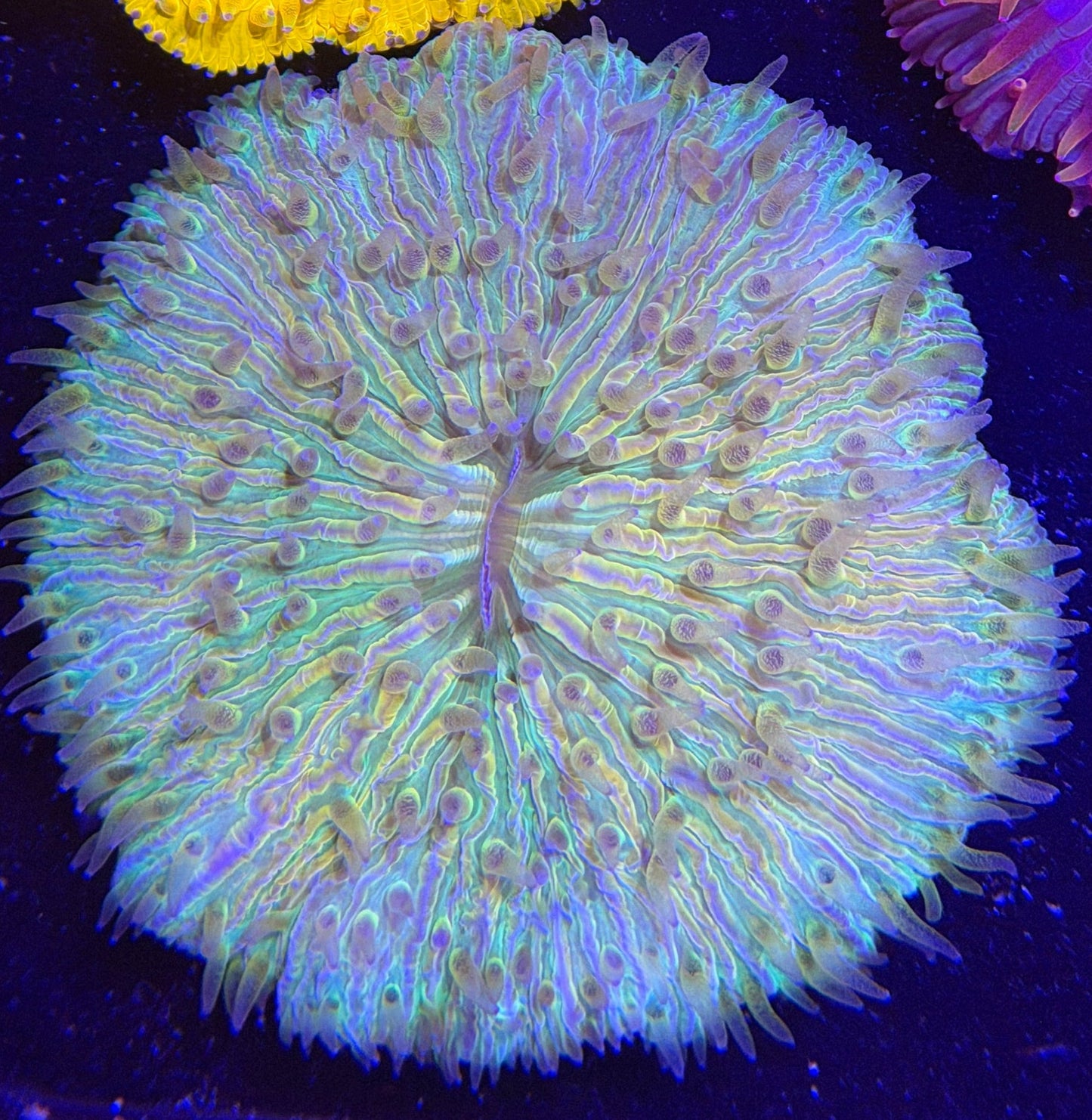 WYSIWYG Rainbow Plate Coral - What The Frag Corals