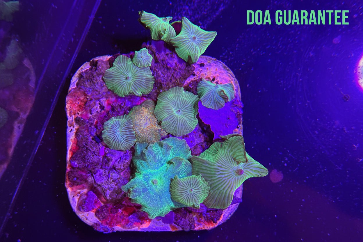 WYSIWYG Signature Mixed Disco Mushrooms Colony - What The Frag Corals
