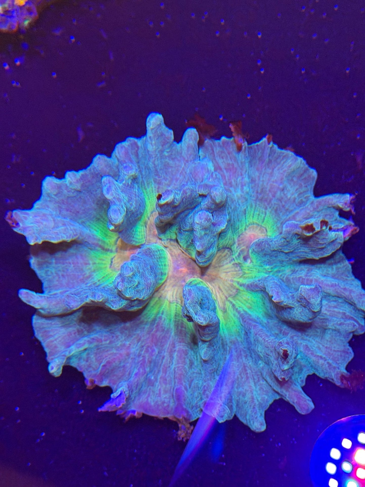 WYSIWYG Spiny Cup Pectinia Coral - What The Frag Corals
