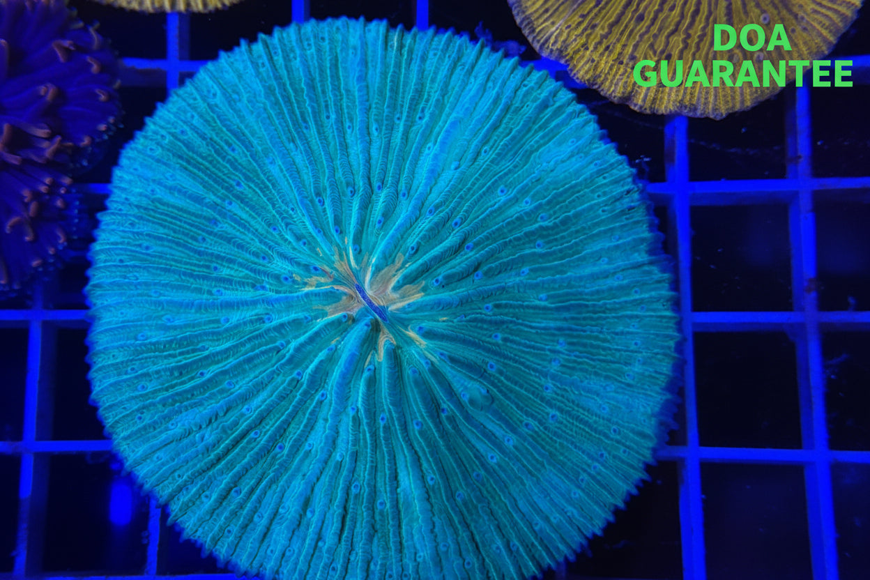 WYSIWYG Teal Plate Coral Large - What The Frags Corals