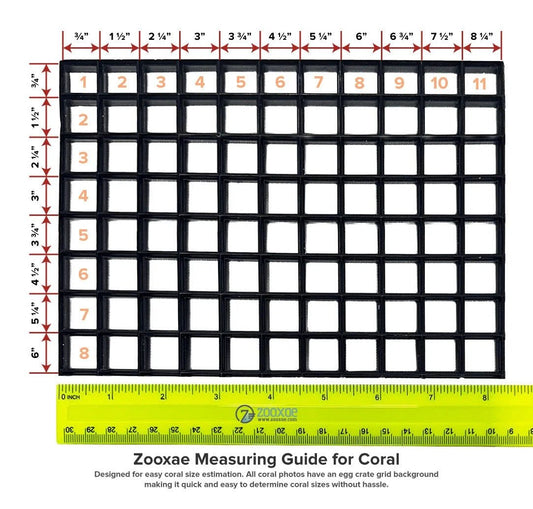 WYSIWYG Orange Bounce Mushroom - What The Frag Corals