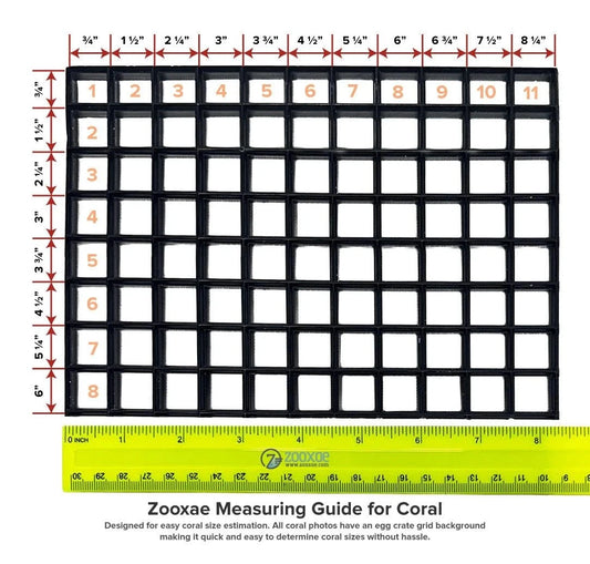 WYSIWYG Green Wall Frogspawn by What The Frags Corals