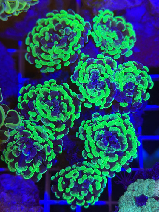 Splatter Branching Hammer Coral 8 Heads - What The Frags Corals