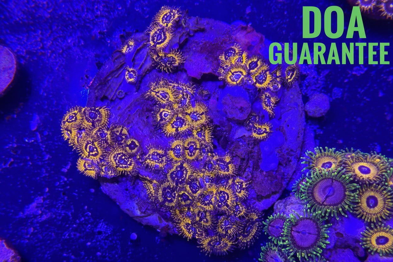 WYSIWYG Assorted Zoanthids Zoas Colony - What The Frag Corals
