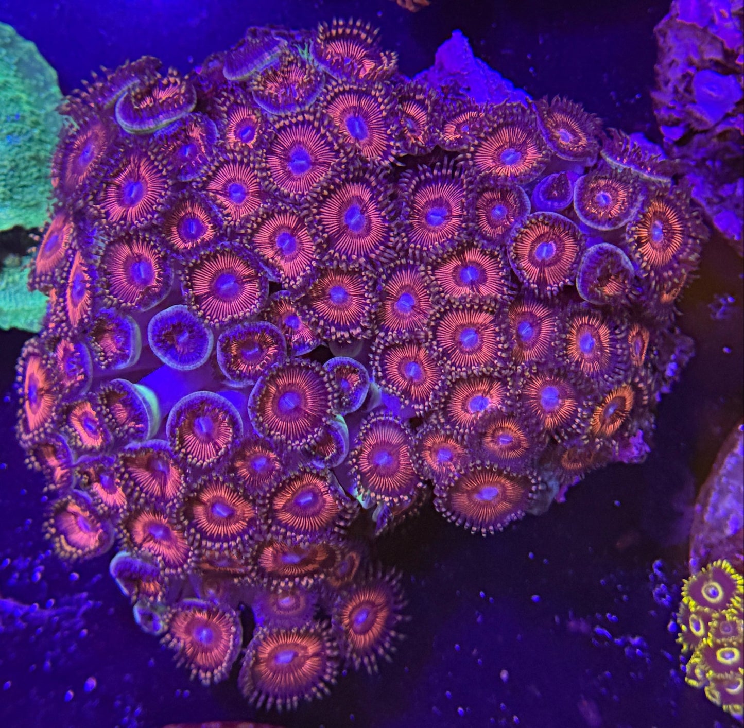 WYSIWYG Assorted Zoanthids Zoas Colony - What The Frag Corals