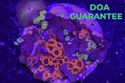 WYSIWYG Assorted Zoanthids Zoas Colony - What The Frag Corals