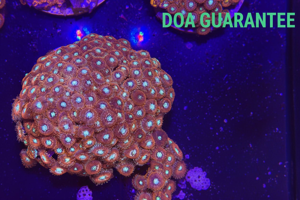 WYSIWYG Assorted Zoanthids Zoas Colony - What The Frag Corals