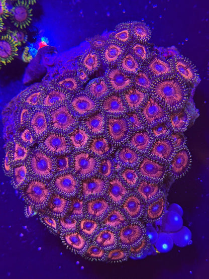 WYSIWYG Assorted Zoanthids Zoas Colony - What The Frag Corals