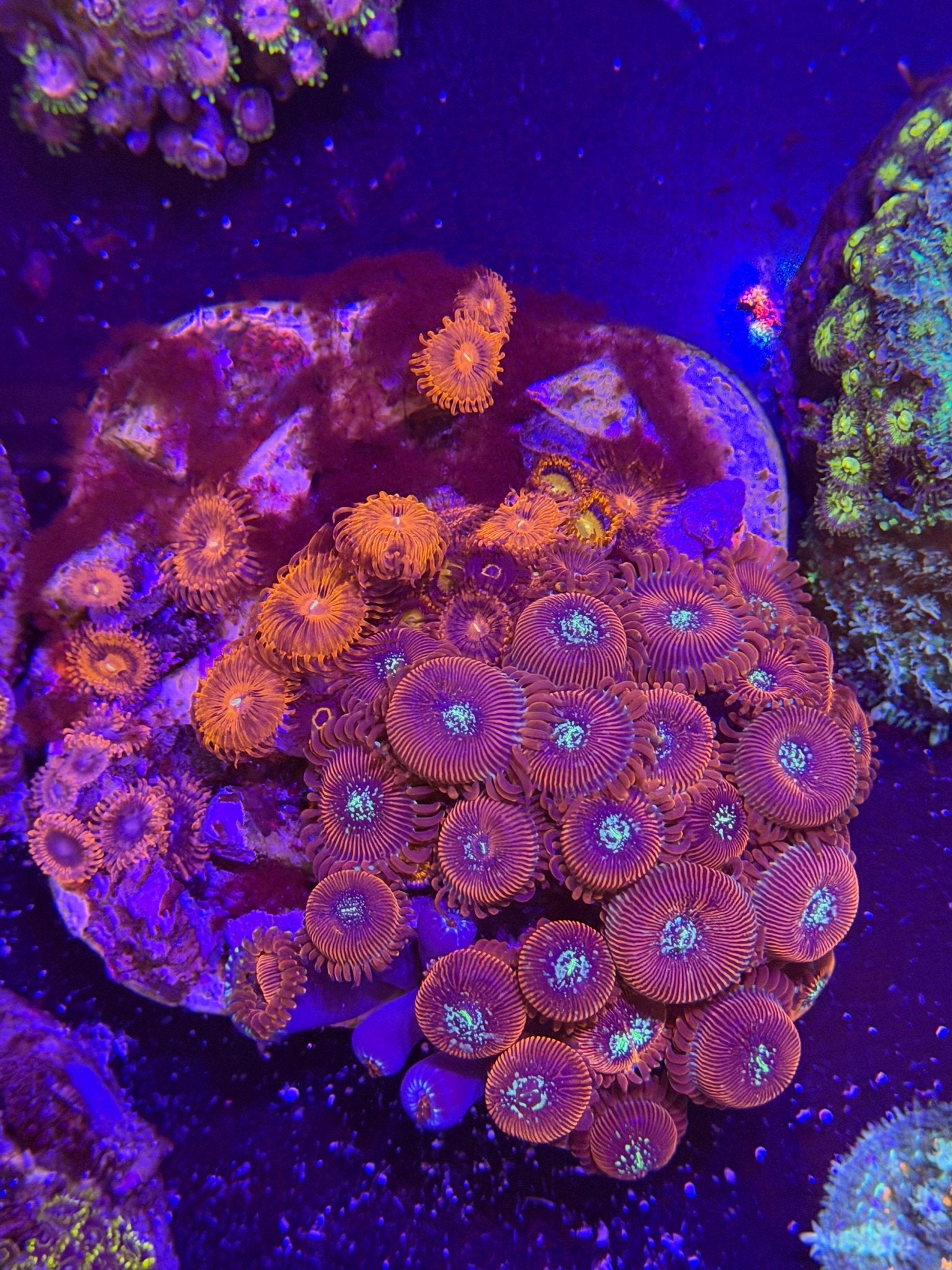 WYSIWYG Assorted Zoanthids Zoas Colony - What The Frag Corals