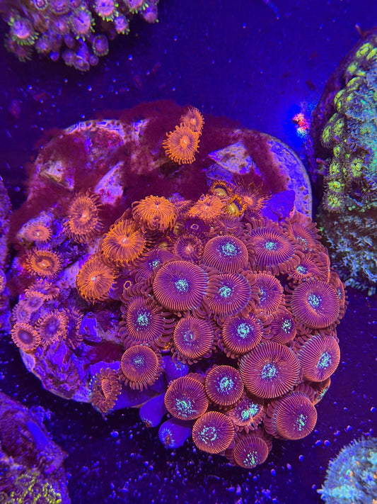WYSIWYG Assorted Zoanthids Zoas Colony - What The Frag Corals
