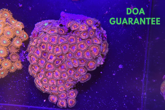 WYSIWYG Assorted Zoanthids Zoas Colony - What The Frag Corals