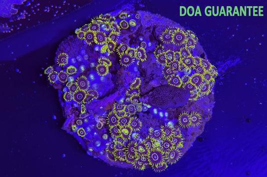 WYSIWYG Assorted Zoanthids Zoas Colony - What The Frag Corals