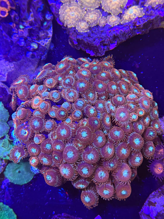 WYSIWYG Assorted Zoanthids Zoas Colony - What The Frag Corals