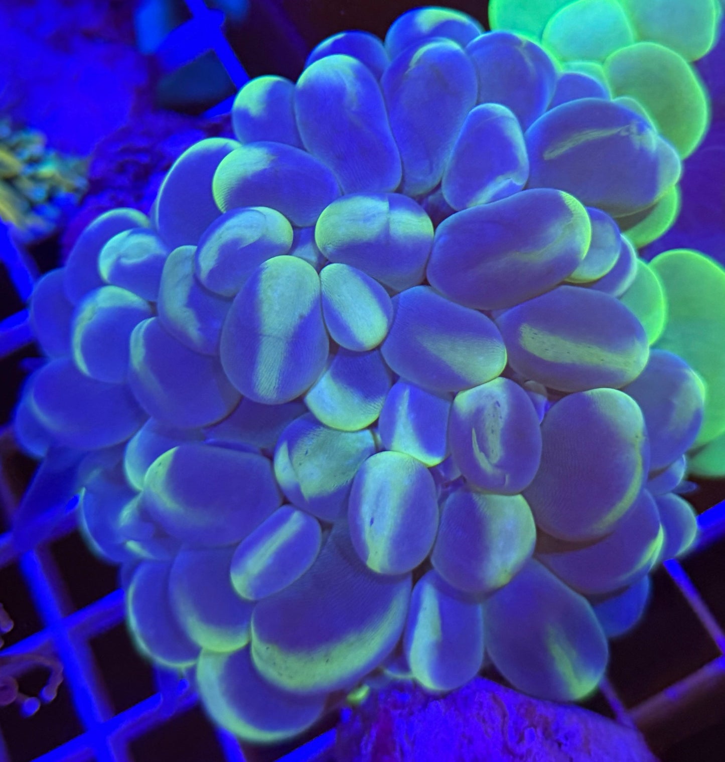 WYSIWYG Cat Eye Bubble Coral Large - What The Frags Corals