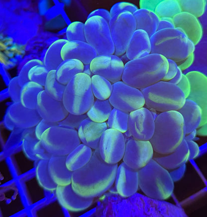 WYSIWYG Cat Eye Bubble Coral Large - What The Frags Corals