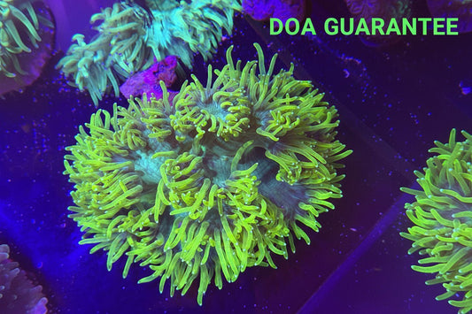 WYSIWYG Elegance Coral Colored Tips XXL - What The Frag Corals