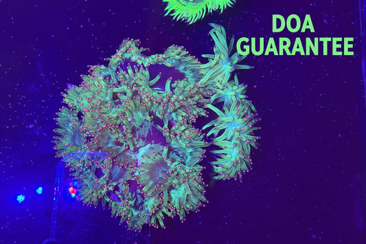 WYSIWYG Elegance Coral Pink Tips XXL - What The Frag Corals