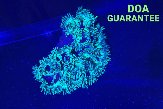 WYSIWYG Elegance Coral Pink Tips XXL - What The Frag Corals