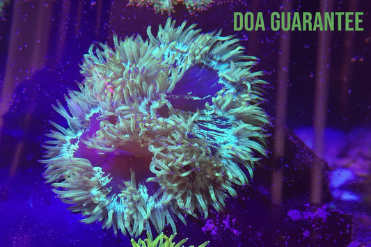 WYSIWYG Elegance Coral Pink Tips XXL - What The Frag Corals