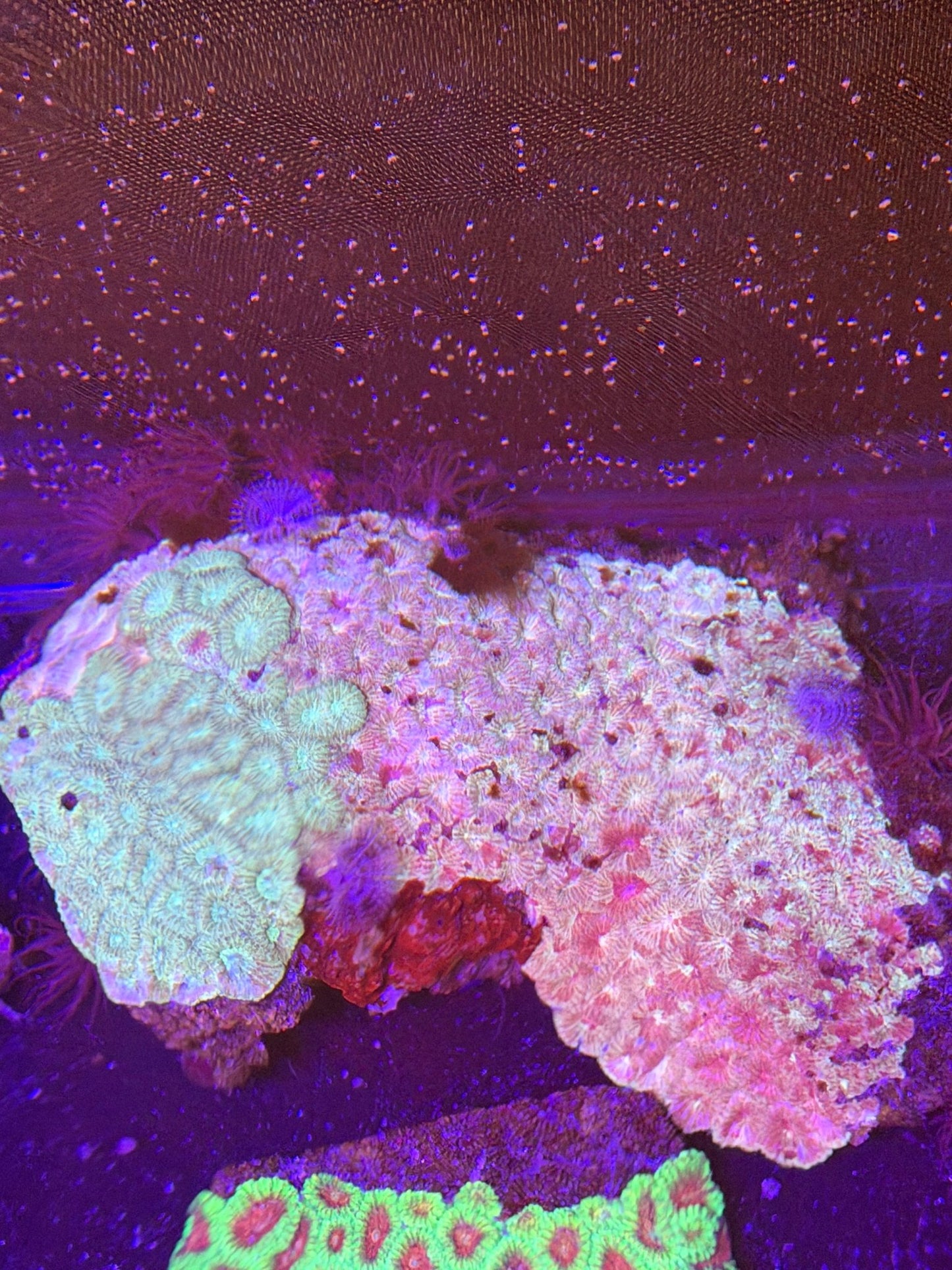 WYSIWYG Favia Brain Coral - What The Frag Corals