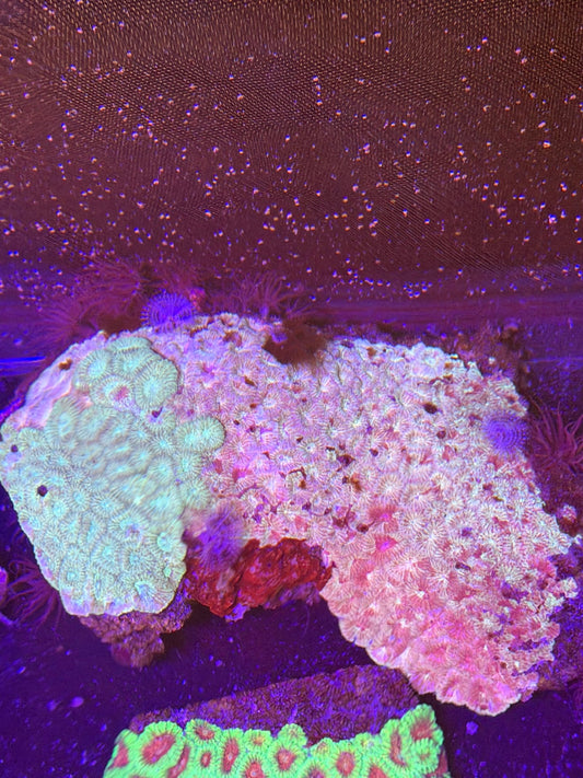 WYSIWYG Favia Brain Coral - What The Frag Corals