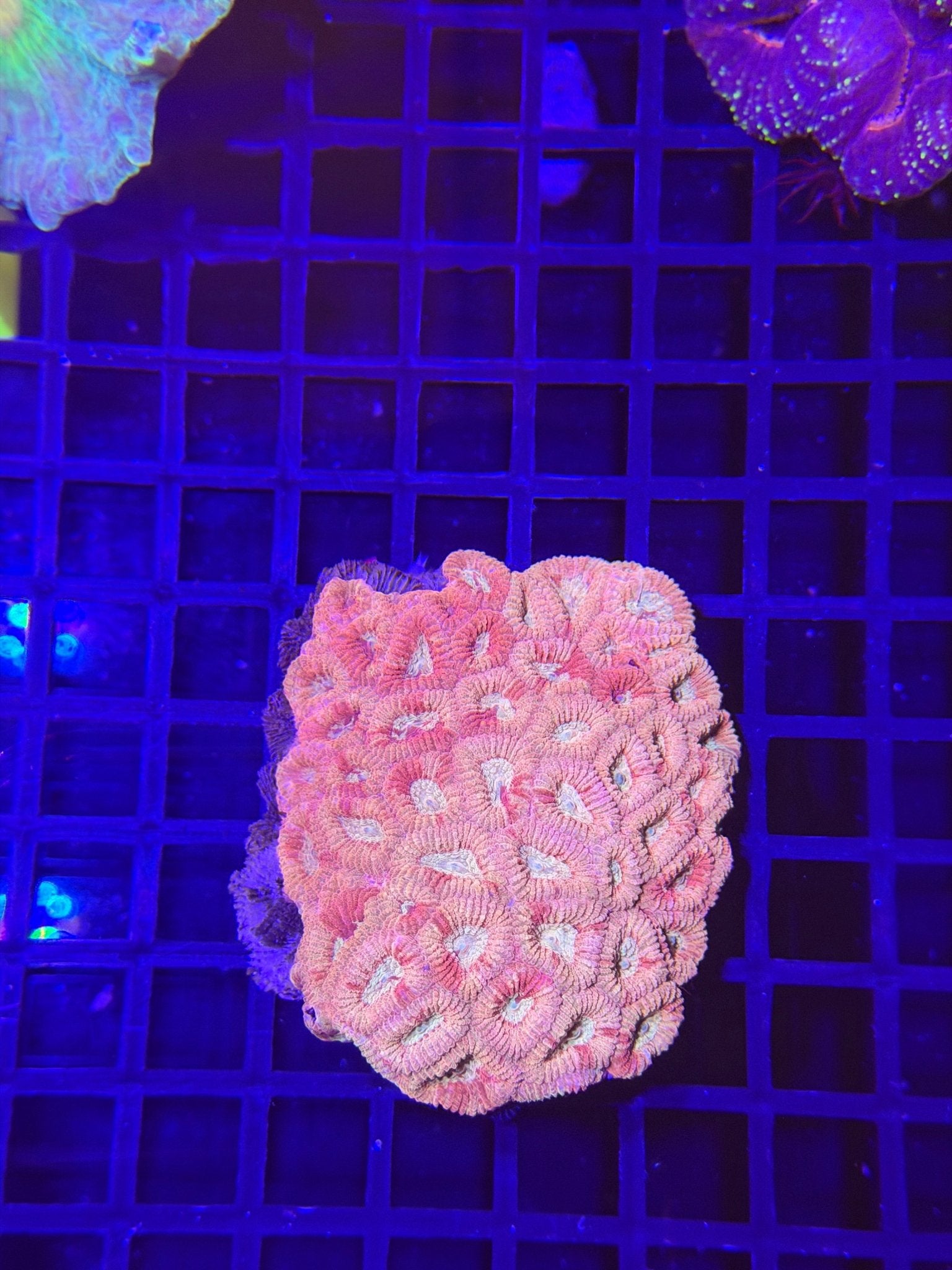 WYSIWYG Favia Brain Coral - What The Frag Corals