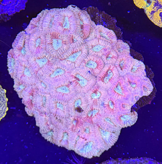 WYSIWYG Favia Brain Coral - What The Frag Corals