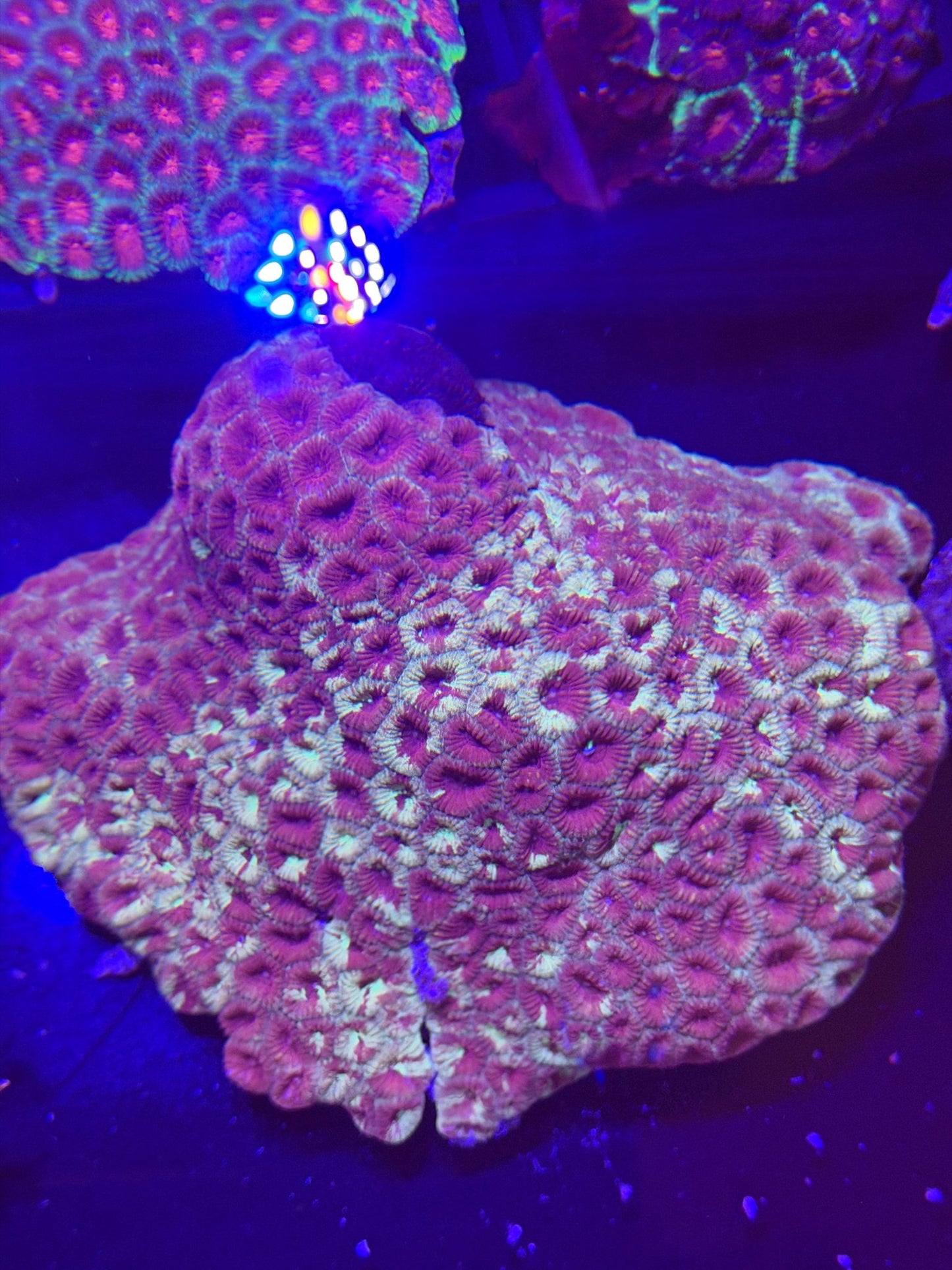 WYSIWYG Favia Coral Massive Colony - What The Frag Corals