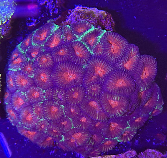 WYSIWYG Favia Coral Massive Colony - What The Frag Corals