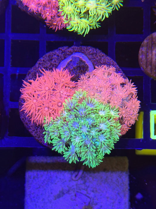 WYSIWYG Gonipora 3 Color Colony - What The Frag Corals