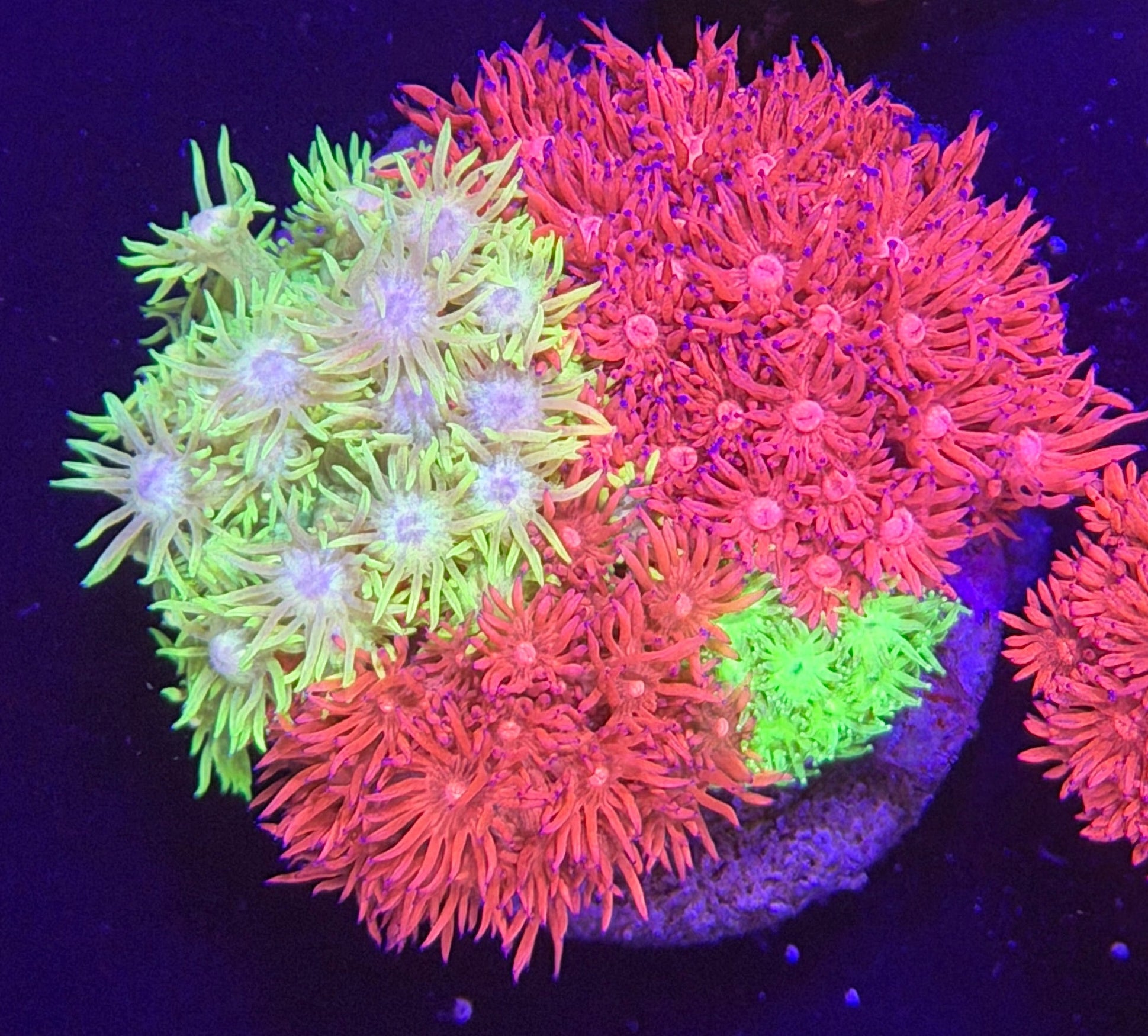 WYSIWYG Gonipora 4 color Colony - What The Frag Corals