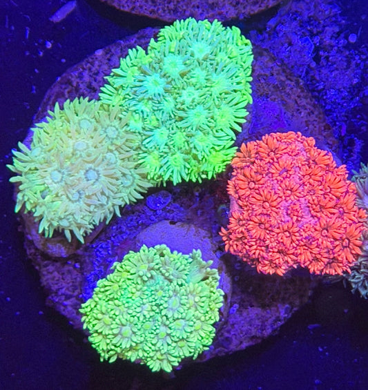 WYSIWYG Gonipora 4 color Colony - What The Frag Corals
