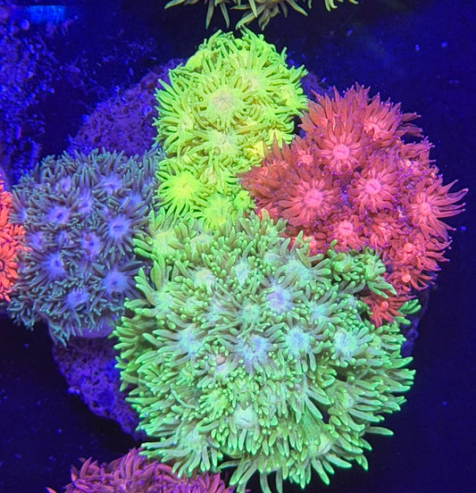 WYSIWYG Gonipora 4 color Colony - What The Frag Corals