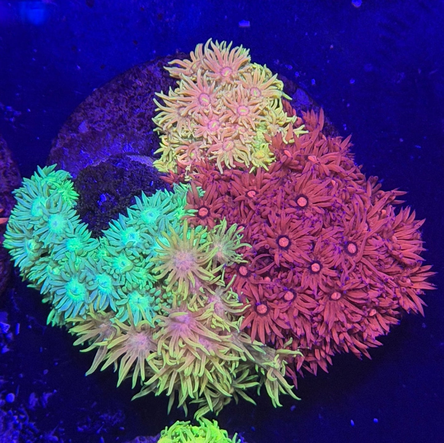 WYSIWYG Gonipora 4 color Colony - What The Frag Corals