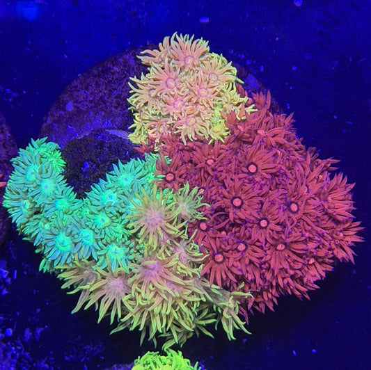 WYSIWYG Gonipora 4 color Colony - What The Frag Corals