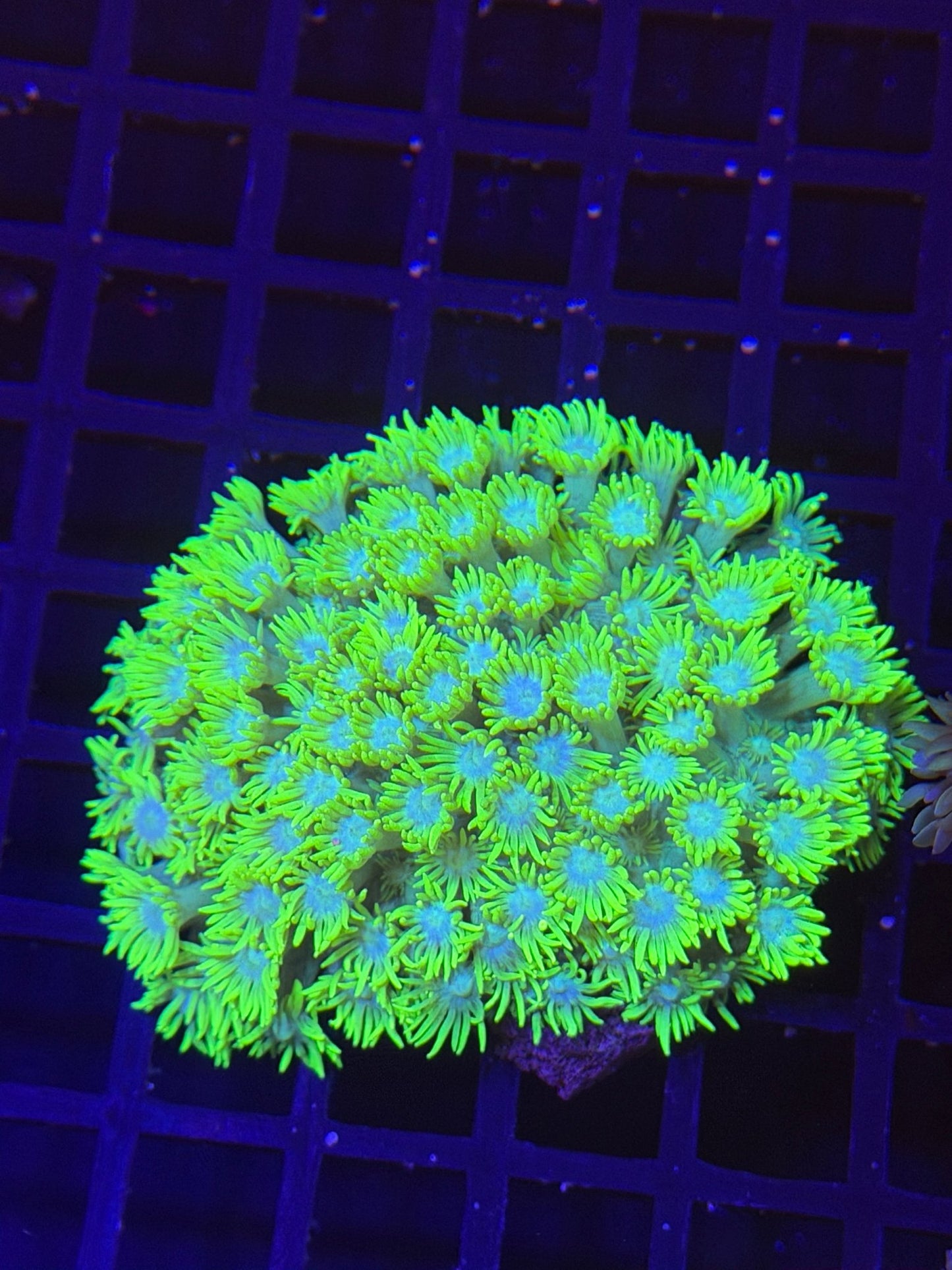 WYSIWYG Gonipora Colony - What The Frag Corals