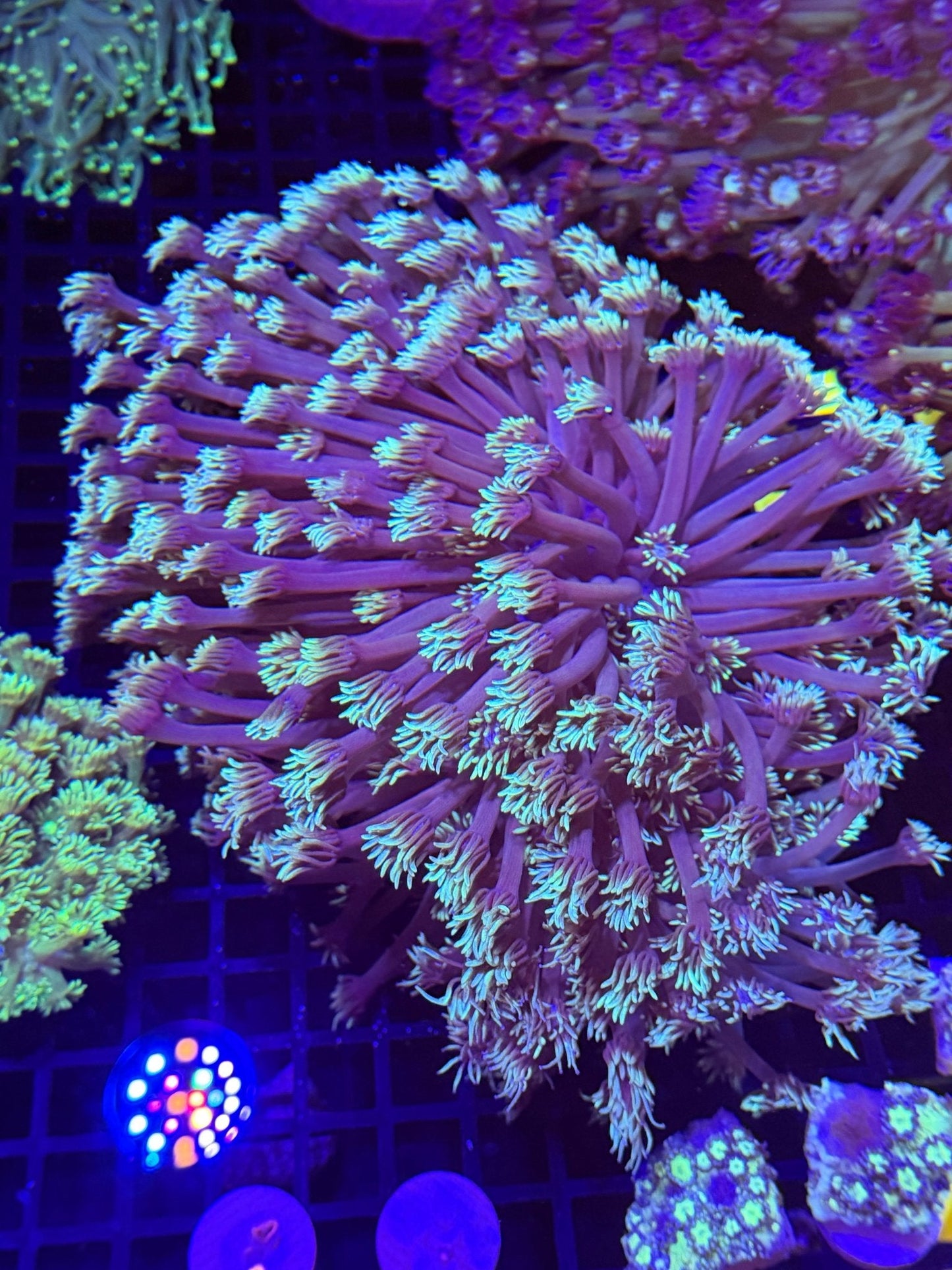 WYSIWYG Gonipora Colony by What The Frags Corals